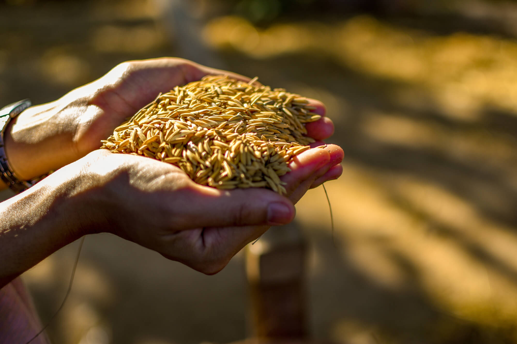 kostenlose rechnungsvorlage für landwirte